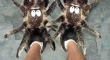 Spider Slippers