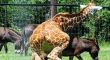 This Giraffe is making an ass of...