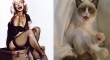 cats that look like pin up girls 1