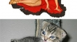 cats that look like pin up girls 6