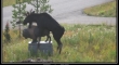 moose epic fail