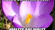 violets are violet