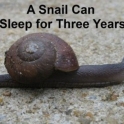 A Snail Can Sleep for Three Years