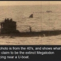 An extinct Megalodon