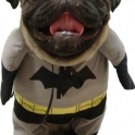 Batdog2