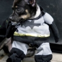 Batman starring DOG