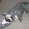 Croc A Dog