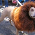 Dog Dress As A Lion