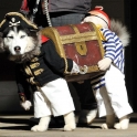 Dog Pirate