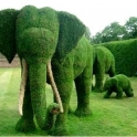 Even the Elephants are doing their bit to stay green