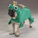 Frog Dog