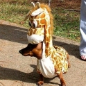 Giraffe Dog