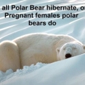 Not All Polar Bears Hibernate