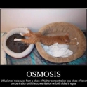 Osmosis