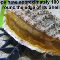 Scallops have approximatley 100 eyes