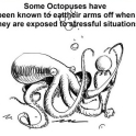 Some Octopuses have been known to eat