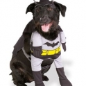 The Batdog