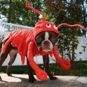 The Lobster Dog