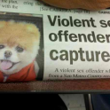 Violent sex offender captured