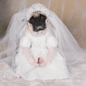 Wedding Dress Dog