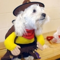 Wild West Dog