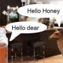 honey dear