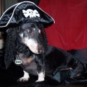 pirate dog